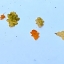 LEAF MAKER ที่กด ใบไม้ OAK