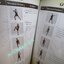 หนังสือ แม่ไม้มวยไทย หลักสูตรมวย 9 ขั้น MUAYTHAI 9 LEVELS