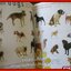 นิตยสารสารคดี ฉบับที่214 ปี2545 ฉบับ หมาสมัยใหม่ MODERN DOG