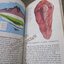 หนังสือภาษาอังกฤษ THE EARTH / I. O. Evans