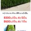หญ้าเทียม สูง5ซม กว้าง 2ม. x ยาว 25มมียูวี ผืนละ 10700บ
