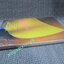 หนังสือ ยังไม่สิ้นกลิ่นรัก / อีแร้ง / หมึกจีน (มือสอง) (สภาพ85-95%)